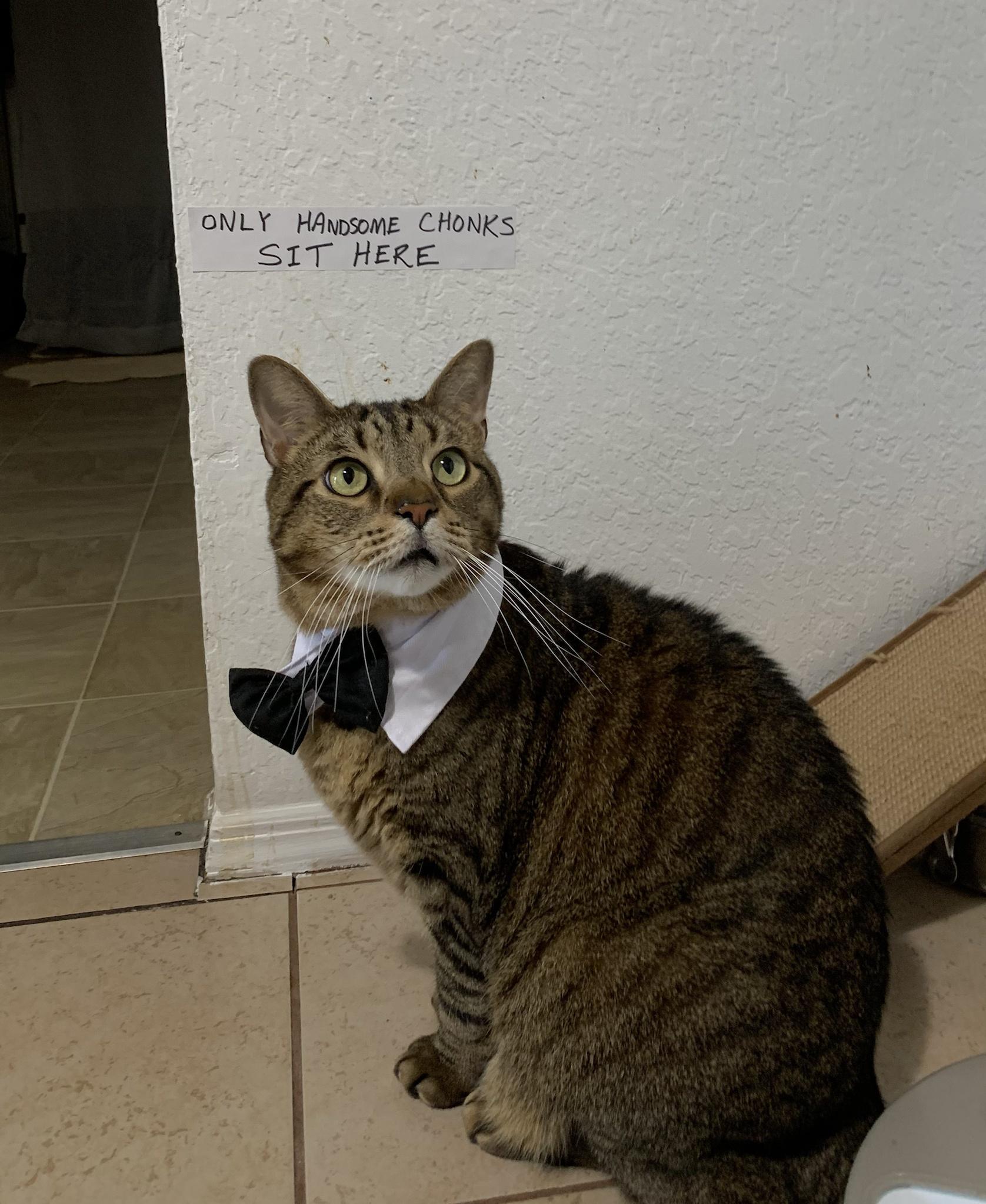 ONLY HAnpsome CHONKS