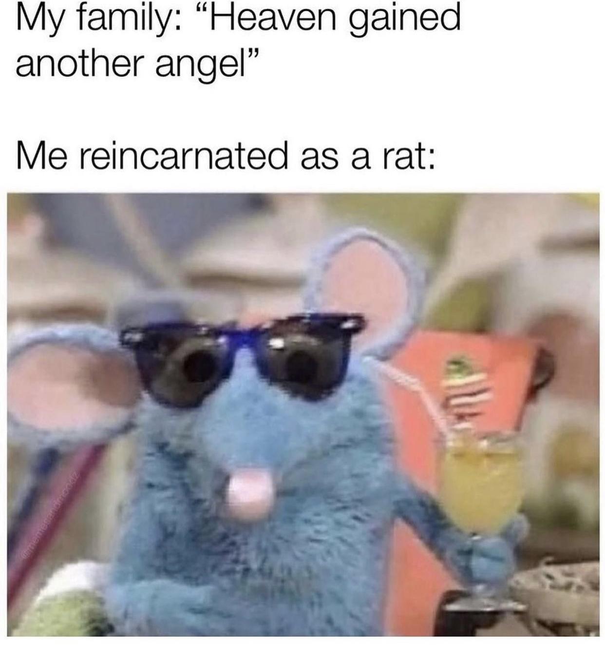 My family Heaven gained another angel Me reincarnated as a rat