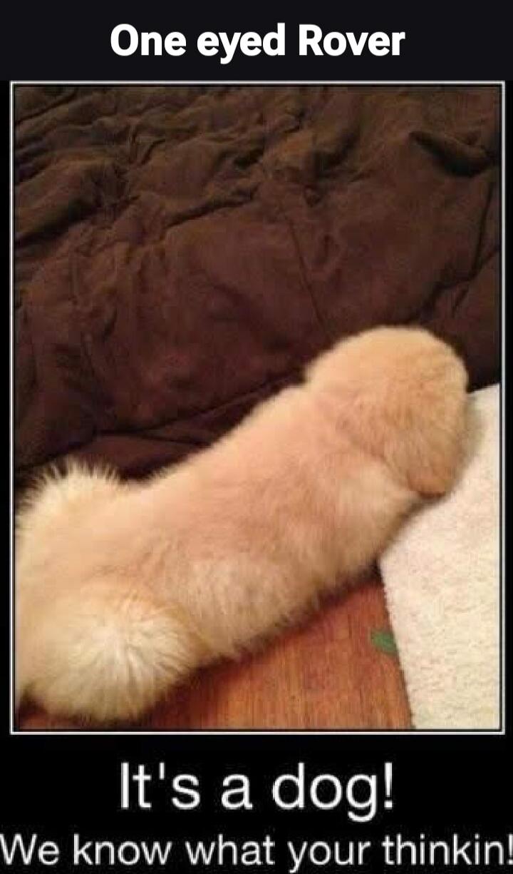 One eyed Rover
It's a dog!
We know what your thinkin'!
