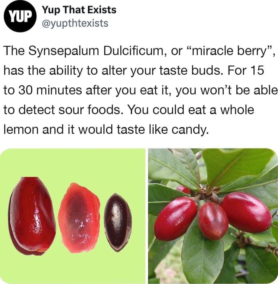 Yup That Exists yupthtexists The Synsepalum Dulcificum or miracle berry has the ability to alter your taste buds For 15 to 30 minutes after you eat it you wont be able to detect sour foods You could eat a whole lemon and it would taste like candy