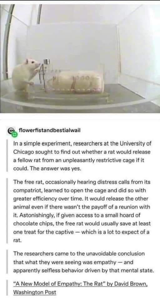 smrmmmhlwl In a simple experiment researchers at the University of Chicago sought to find out whether a rat would release a fellow rat from an unpleasantly restrictive cage if it could The answer was yes The free rat occasionally hearing distress calls from its compatriot learned to open the cage and did so with greater efficiency over time It would release the other animal even if there wasnt the