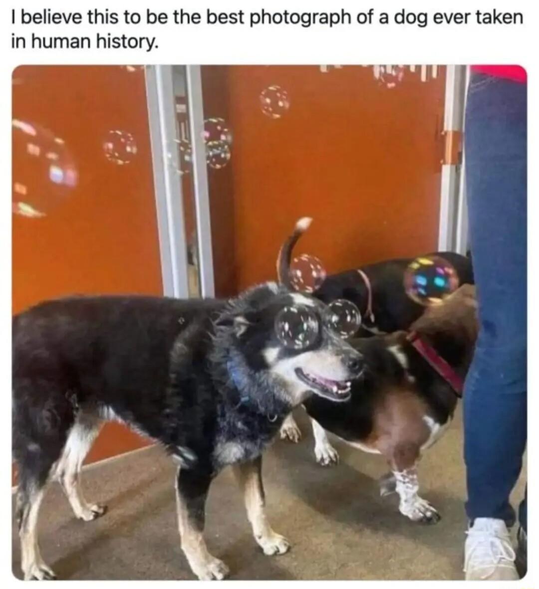 I believe this to be the best photograph of a dog ever taken in human history