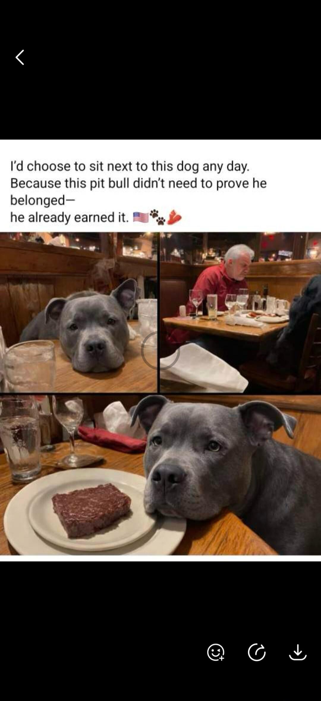 I'd choose to sit next to this dog any day. Because this pit bull didn't need to prove he belonged— he already earned it.