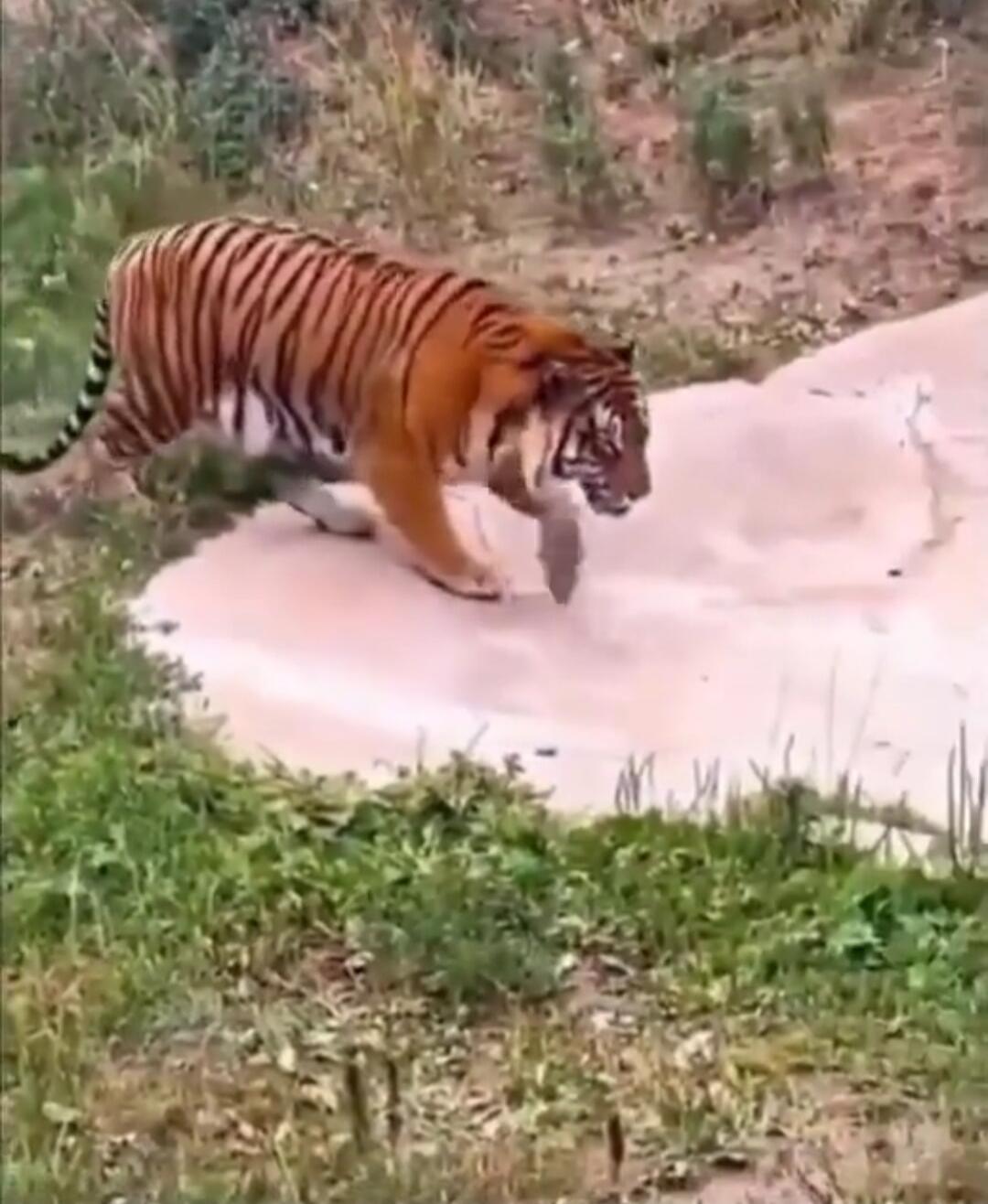 Tiger with prey in mouth near a small pool