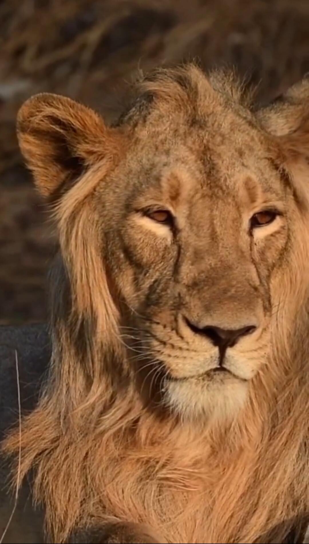 A close-up portrait of a lion.