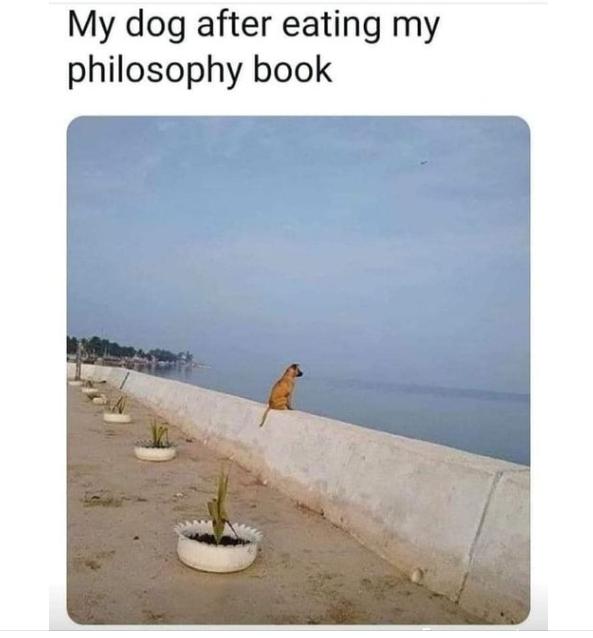 My dog after eating my philosophy book