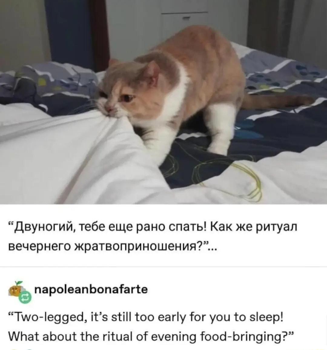 iByHOr Wi Tebe ewle paHo cnaTb Kak xe putyan BEYEPHero XpPaTBONPUHOLIEHNA t napoleanbonafarte Two legged its still too early for you to sleep What about the ritual of evening food bringing