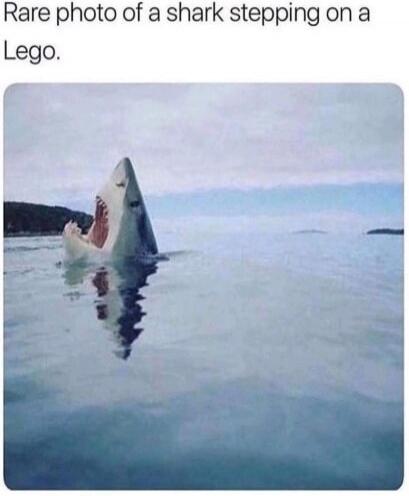 Rare photo of a shark stepping on a Lego.