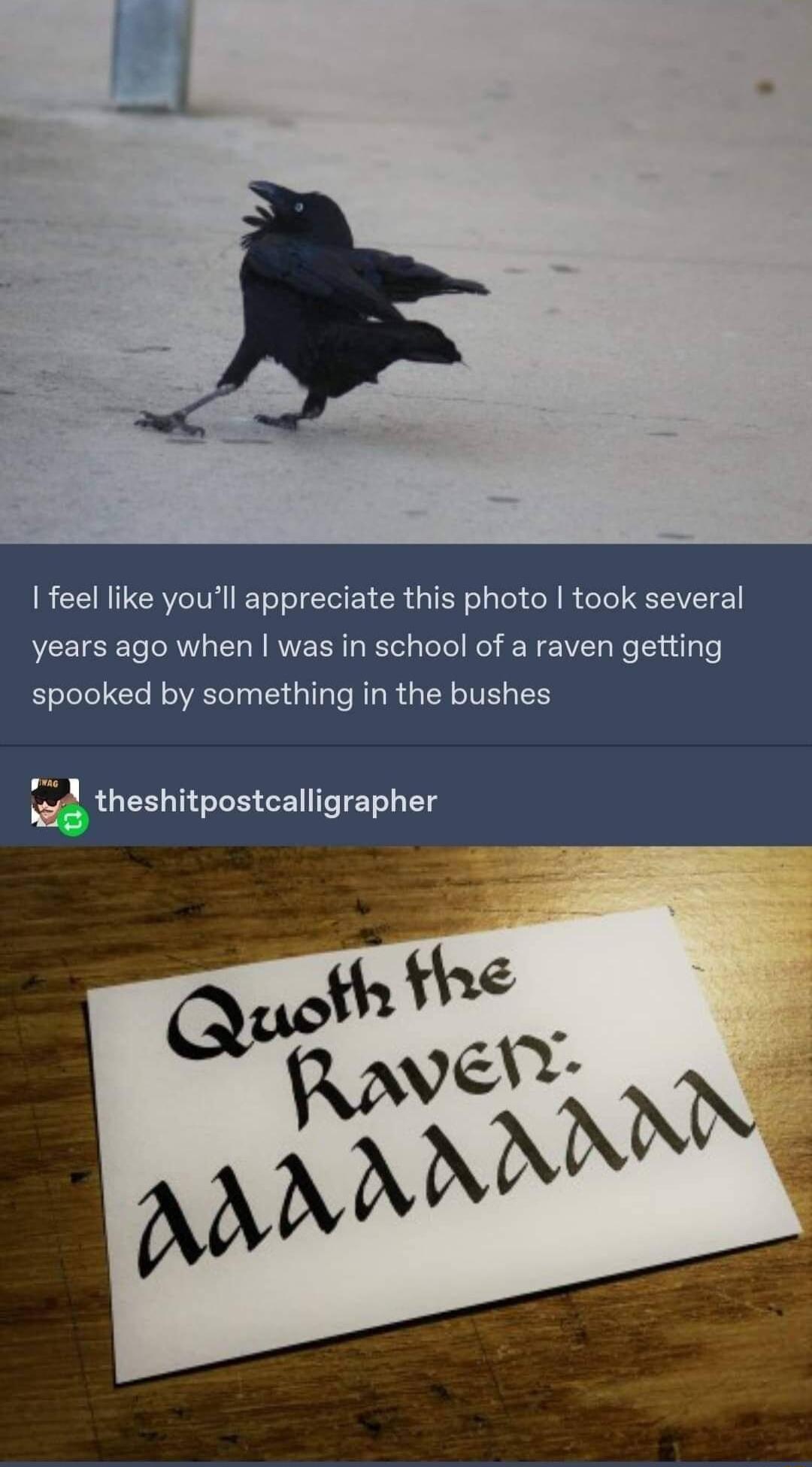I feel like youll appreciate this photo took several years ago when was in school of a raven getting spooked by something in the bushes theshitpostcalligrapher