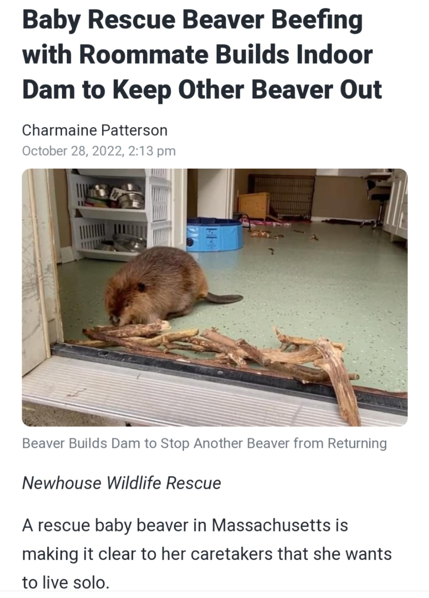 Baby Rescue Beaver Beefing with Roommate Builds Indoor Dam to Keep Other Beaver Out Charmaine Patterson October 28 2022 213 pm Beaver Builds Dam to Stop Another Beaver from Returning Newhouse Wildlife Rescue A rescue baby beaver in Massachusetts is making it clear to her caretakers that she wants to live solo