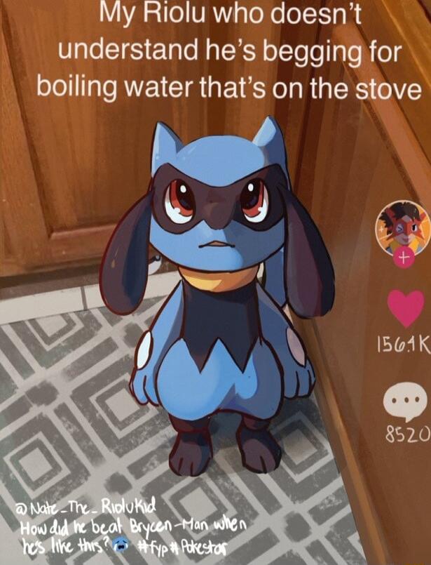 My Rioluwho doesnt understand hes begging for boiling water thats on the stove