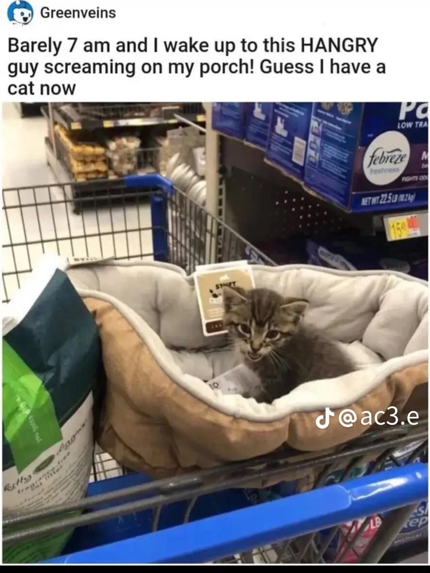 Greenveins Barely 7 am and wake up to this HANGRY guy screaming on my porch Guess have a cat now