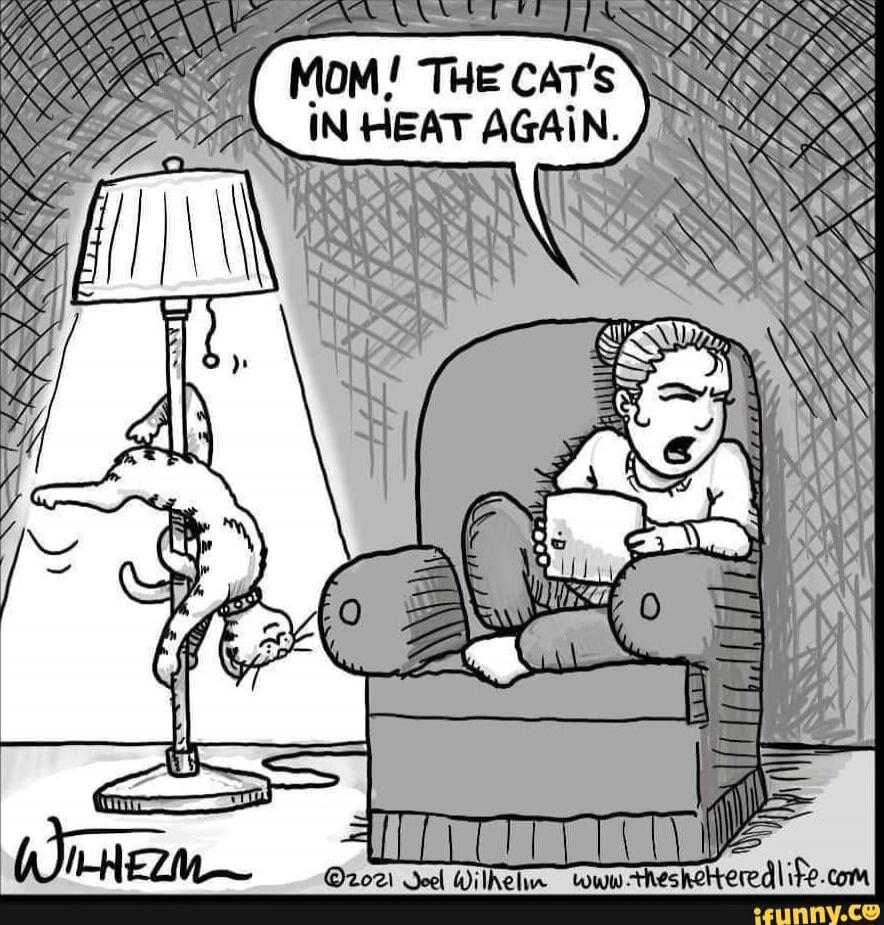 Mom! The cat's in heat again.