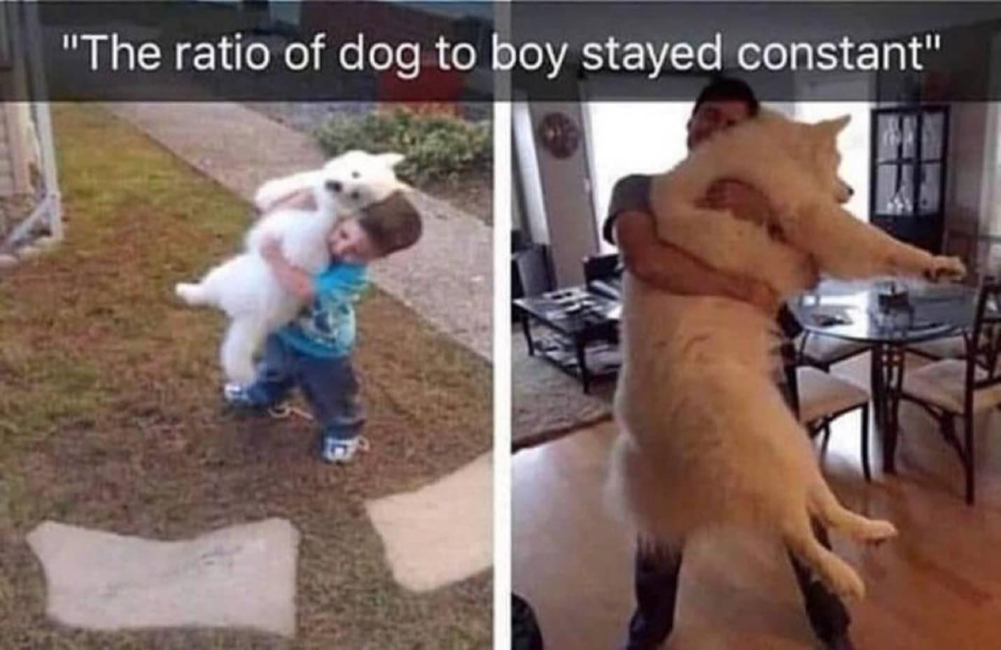 The ratio of dog to boy stayed constant P