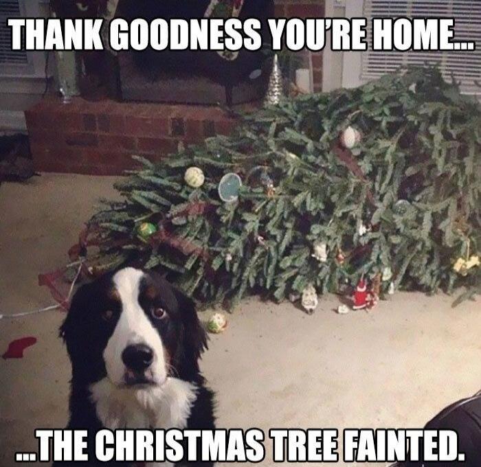 THANK GOODNESS YOU'RE HOME... THE CHRISTMAS TREE FAINTED.
