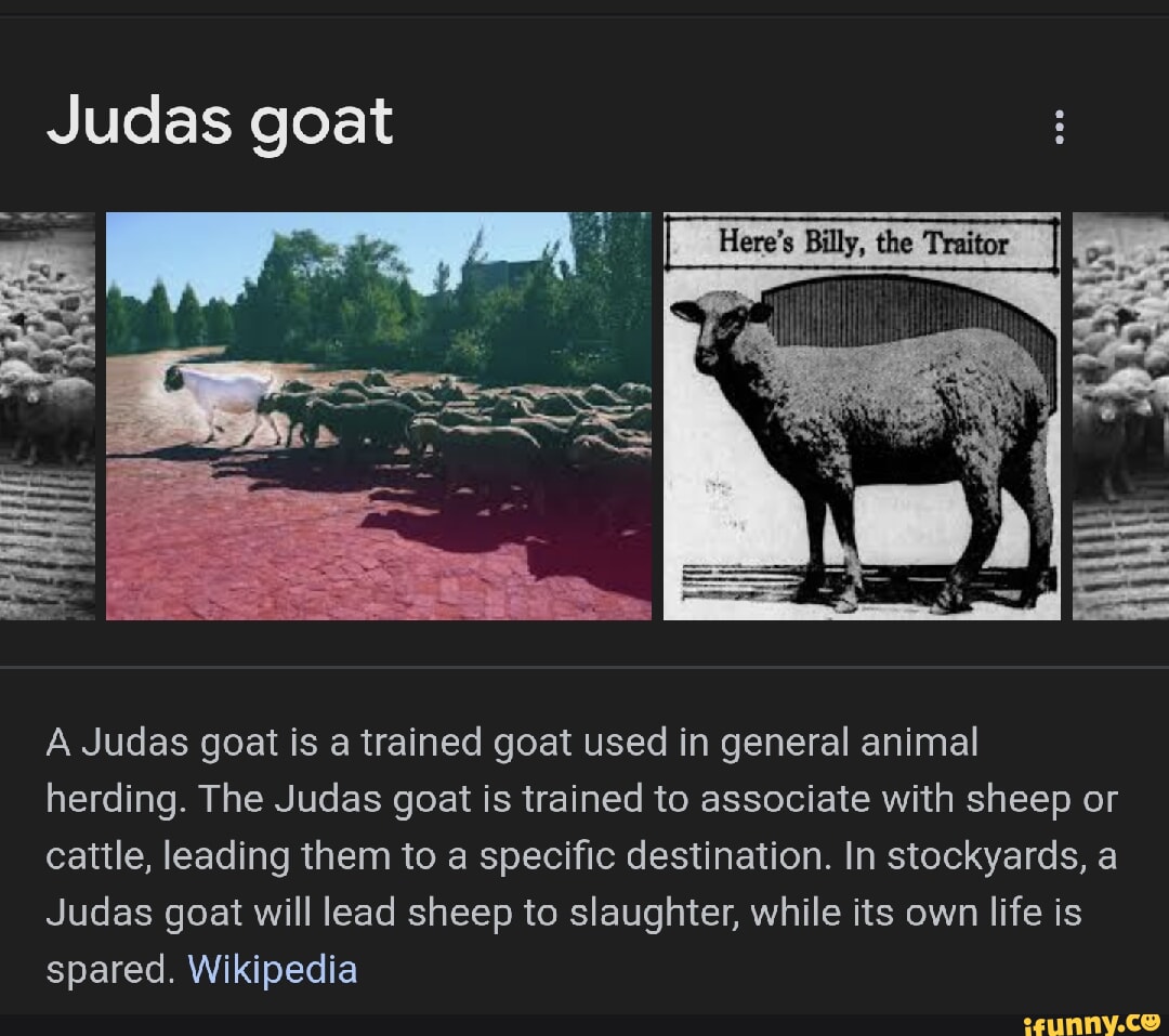 Judas goat A Judas goat is a trained goat used in general animal herding The Judas goat is trained to associate with sheep or cattle leading them to a specific destination In stockyards a Judas goat will lead sheep to slaughter while its own life is spared Wikipedia T