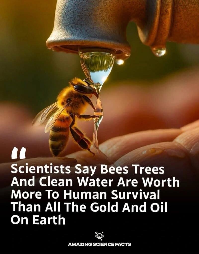 Scientists Say Bees Trees And Clean Water Are Worth More To Human Survival Than All The Gold And Oil On Earth. AMAZING SCIENCE FACTS