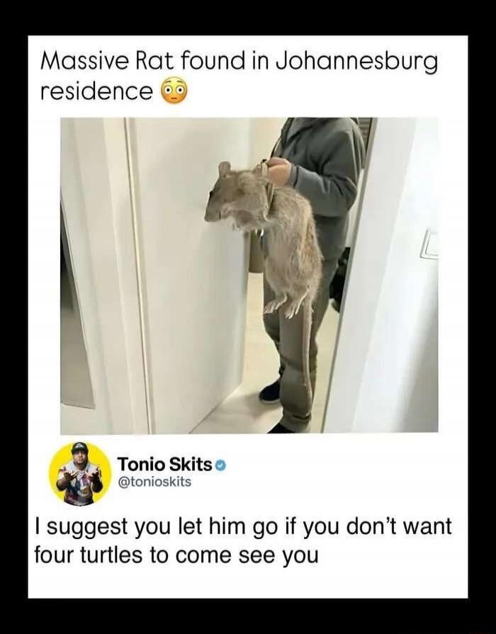 Massive Rat found in Johannesburg residence 😳 I suggest you let him go if you don't want four turtles to come see you
Tonio Skits @tonioskits