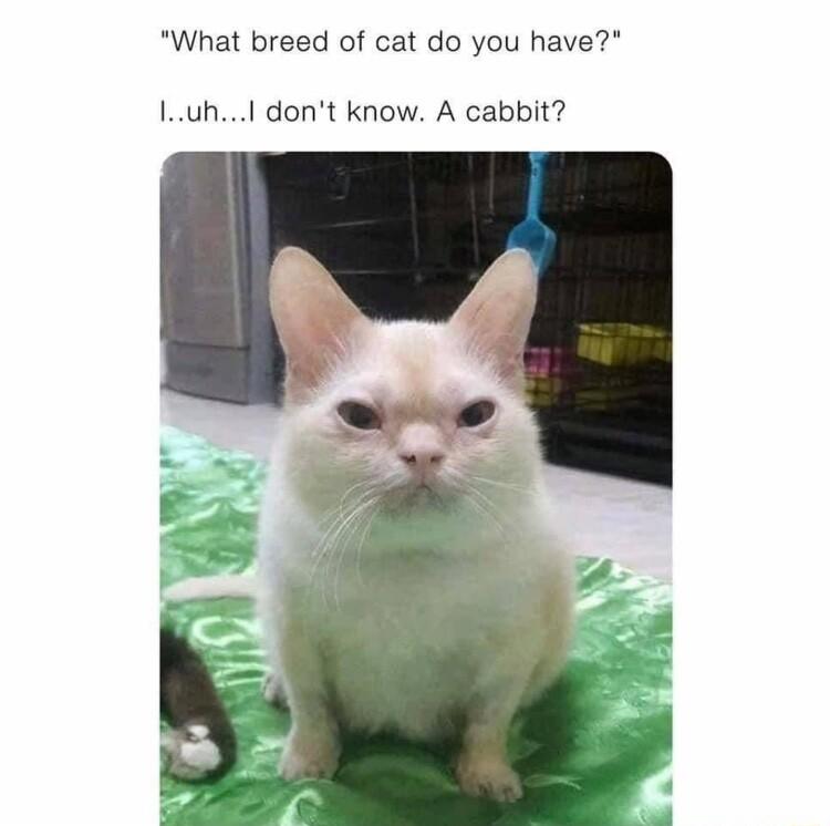 What breed of cat do you have Iuh dont know A cabbit