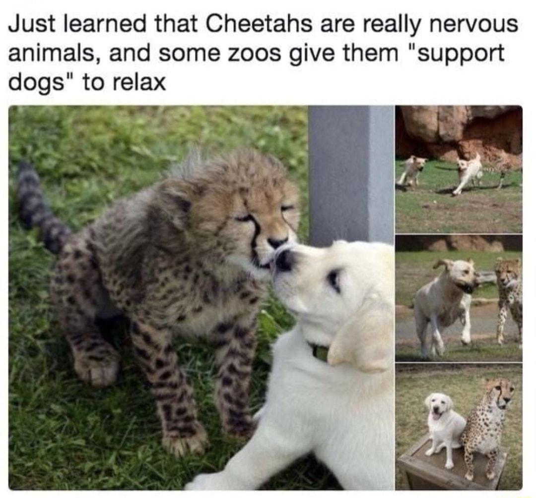 Just learned that Cheetahs are really nervous animals and some zoos give them support dogs to relax