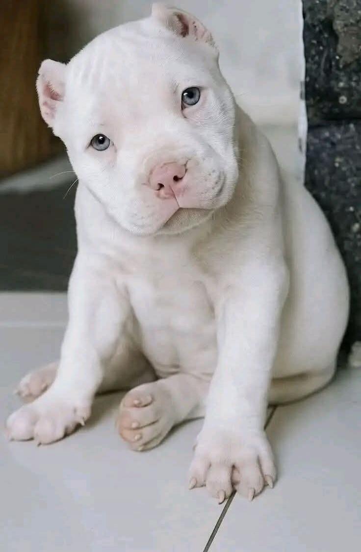 A cute white puppy with striking blue eyes and a pink nose is sitting on a tiled floor, looking directly at the camera with a slightly tilted head.