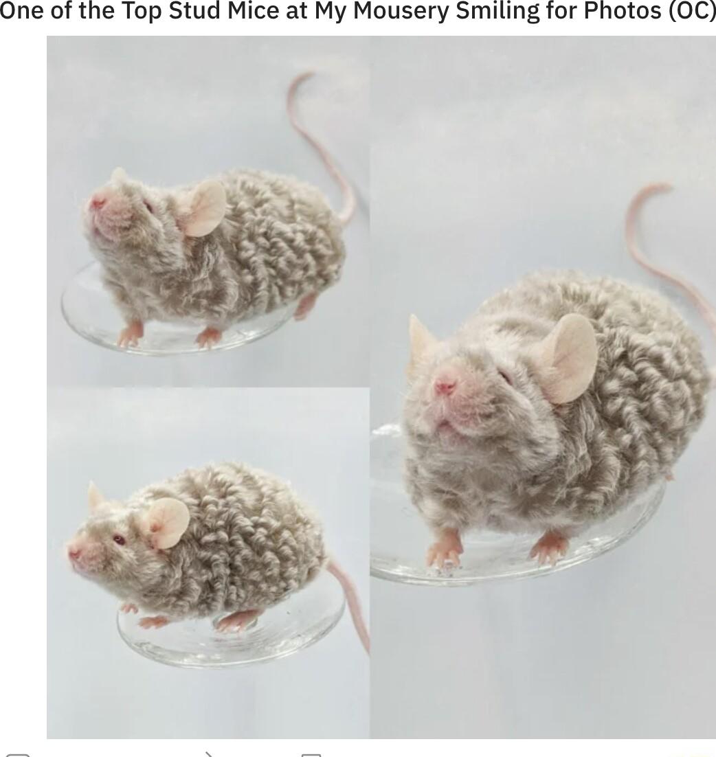 One of the Top Stud Mice at My Mousery Smiling for Photos OC