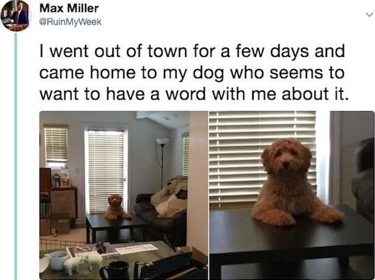 Max Miller RuinMyWeek went out of town for a few days and came home to my dog who seems to want to have a word with me about it