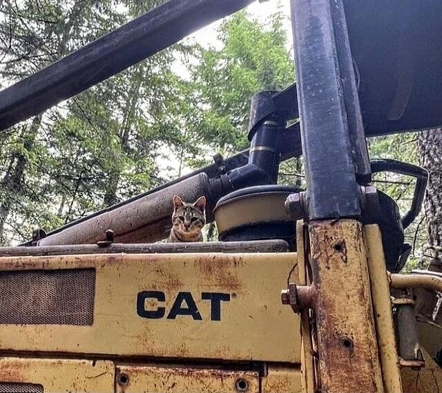 CAT