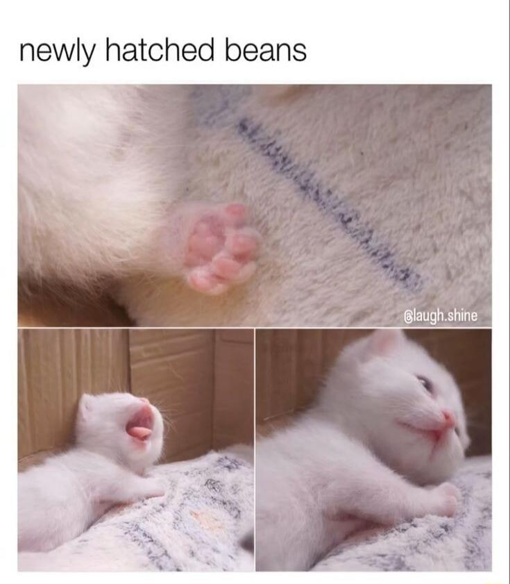 newly hatched beans
