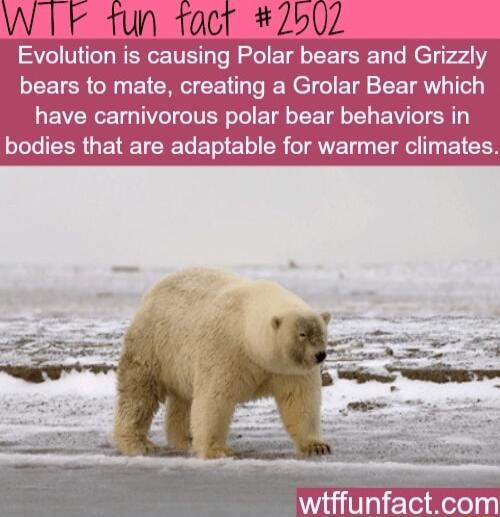 Evolution is causing Polar bears and Grizzly bears to mate creating a Grolar Bear which LEVERCE TG TR Te E o R T L EV TSR LLIEERGETETCREG T E L R TRy T T EICES