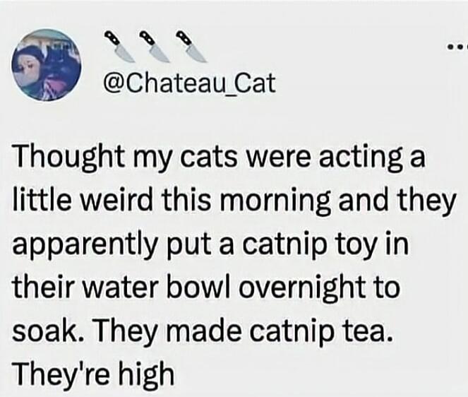 Thought my cats were acting a little weird this morning and they apparently put a catnip toy in their water bowl overnight to soak. They made catnip tea. They're high