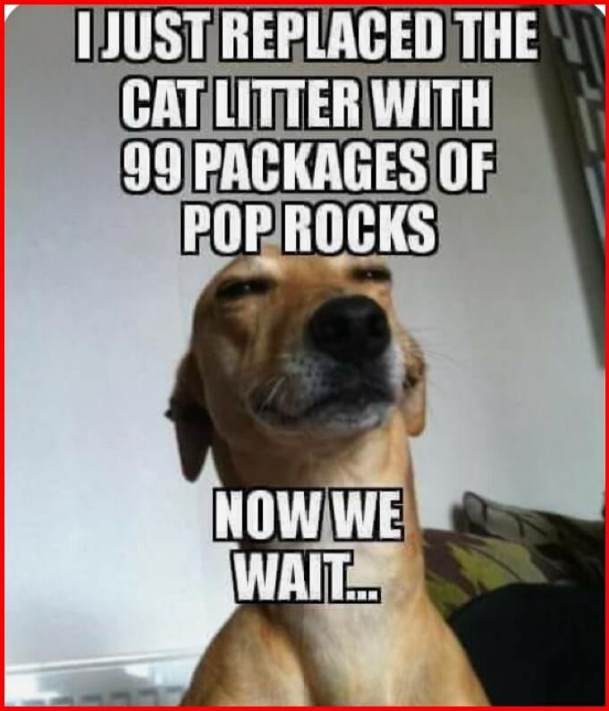 I JUST REPLACED THE CAT LITTER WITH 99 PACKAGES OF POP ROCKS NOW WE WAIT...