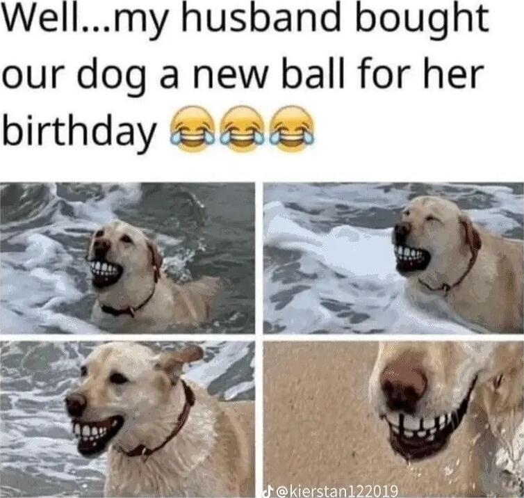 Wellmy husband bought our dog a new ball for her birthday 2 2