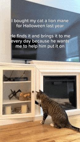 bought my cat for Halloween la every day because he wa me to help him put it on