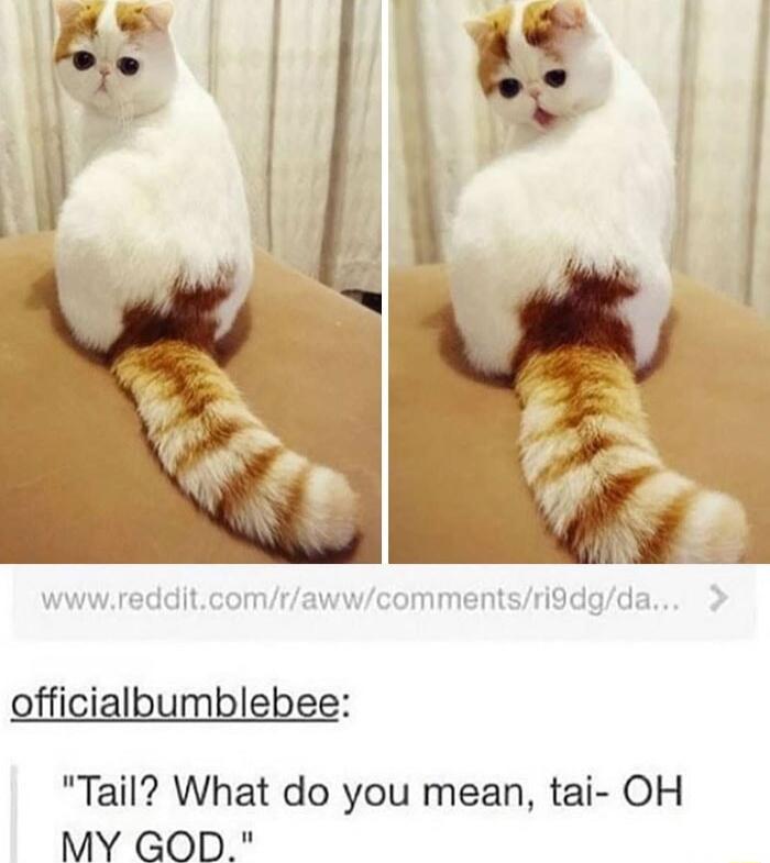 Tail What do you mean tai OH MY GOD