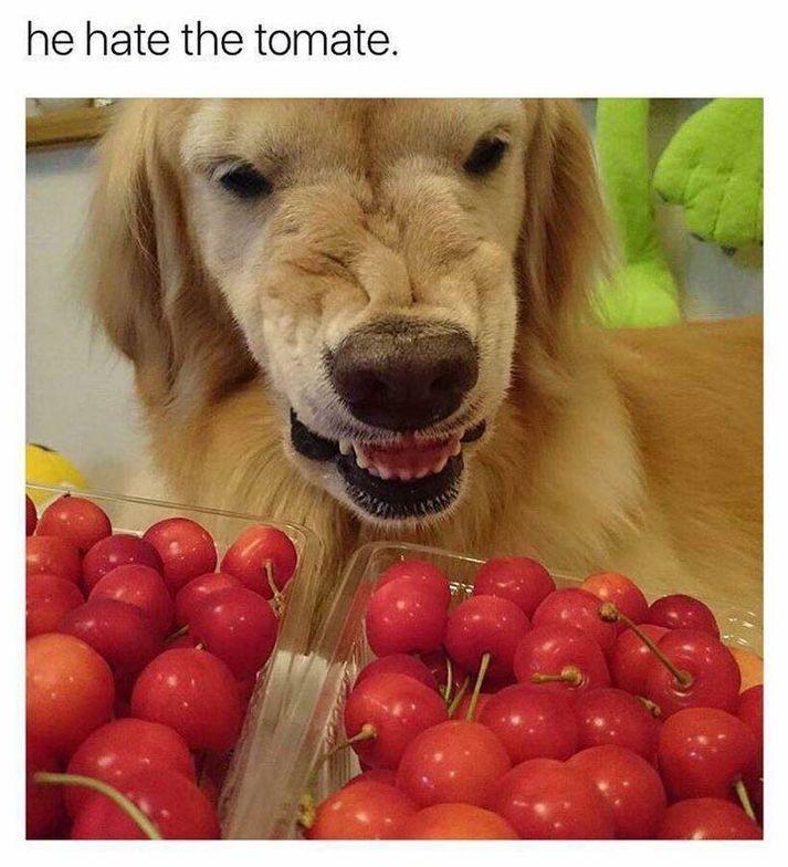 he hate the tomate