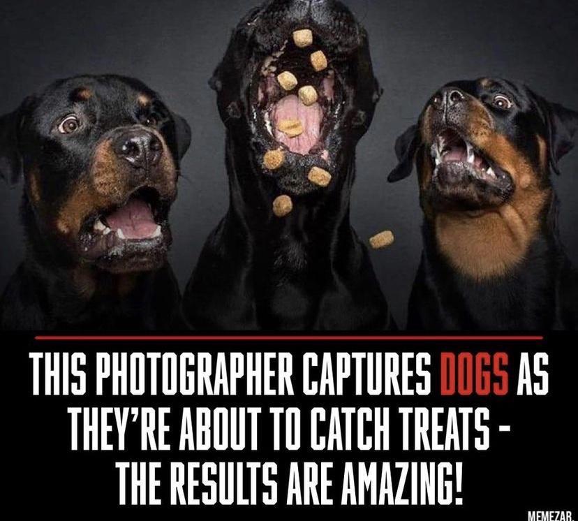 7 2 l 7 BN 2R Y 4 7 SOV 1 my L S THIS PHOTOGRAPHER CAPTURES 11055 AS THEYRE ABOUT TO CATCH TREATS THE RESULTS ARE AMAZING