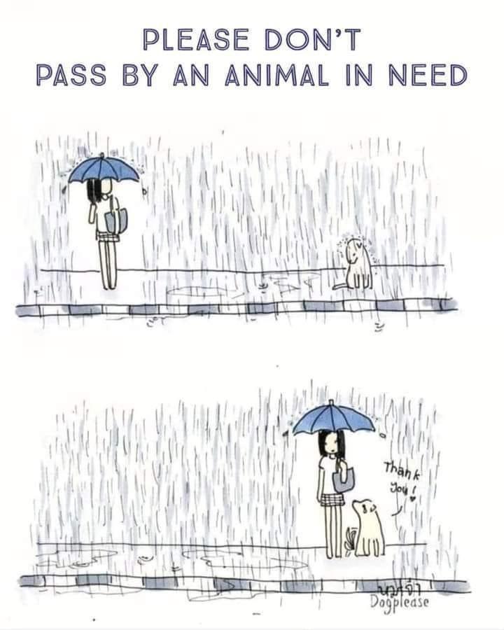 PLEASE DONT PASS BY AN ANIMAL IN NEED