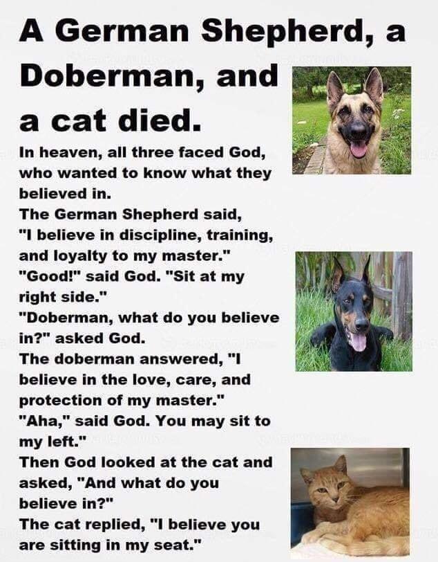 A German Shepherd a Doberman and a cat died In heaven all three faced God who wanted to know what they believed in The German Shepherd said l believe in discipline training and loyalty to my master Good said God Sit at my right side Doberman what do you believe in asked God The doberman answered l believe in the love care and protection of my master Aha said God You may sit to my left Then God loo