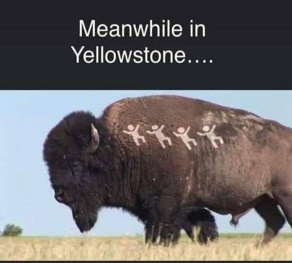 Meanwhile in Yellowstone....