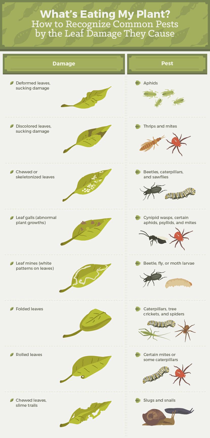 Whats Eating My Plant How to Recognize Common Pests by the Leaf Damage They Cause Deformed leaves Aphids sucking damage Discolored leaves sucking damage Thrips and mites r Beetles caterpillars and sawflies o Cynipid wasps certain aphids psyllids and mites Beetle fly or moth larvae Caterpillars tree crickets and spiders SR Certain mites or some caterpillars Slugs and snails Chewed or skeletonized l