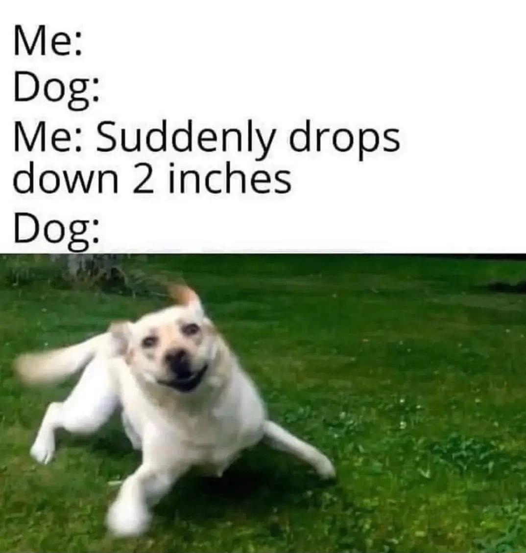Me Dog Me Suddenly drops down 2 inches Dog
