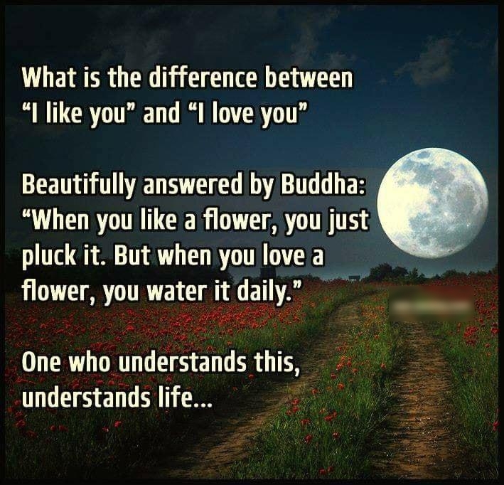 What is the difference between I like you and I love you Beautifully answered by Buddha When you like a flower you just pluck it But when you love a flower you water it dally One who understands this understands life B