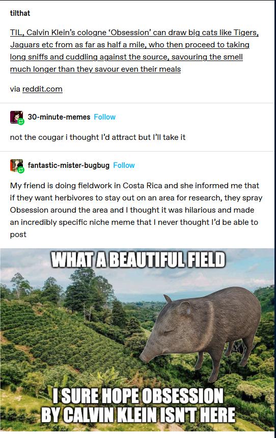 tilthat TIL Calvin Kleins cologne Obsession can draw big cats like Tigers Jaguars etc from as far as half a mile who then proceed to taking long sniffs and cuddling against the source savouring_the smell much longer than they savour even their meals via redditcom EX 30 minute memes not the cougar i thought Id attract but Ill take it R fantastic mister bugbug My friend is doing fieldwork in Costa R