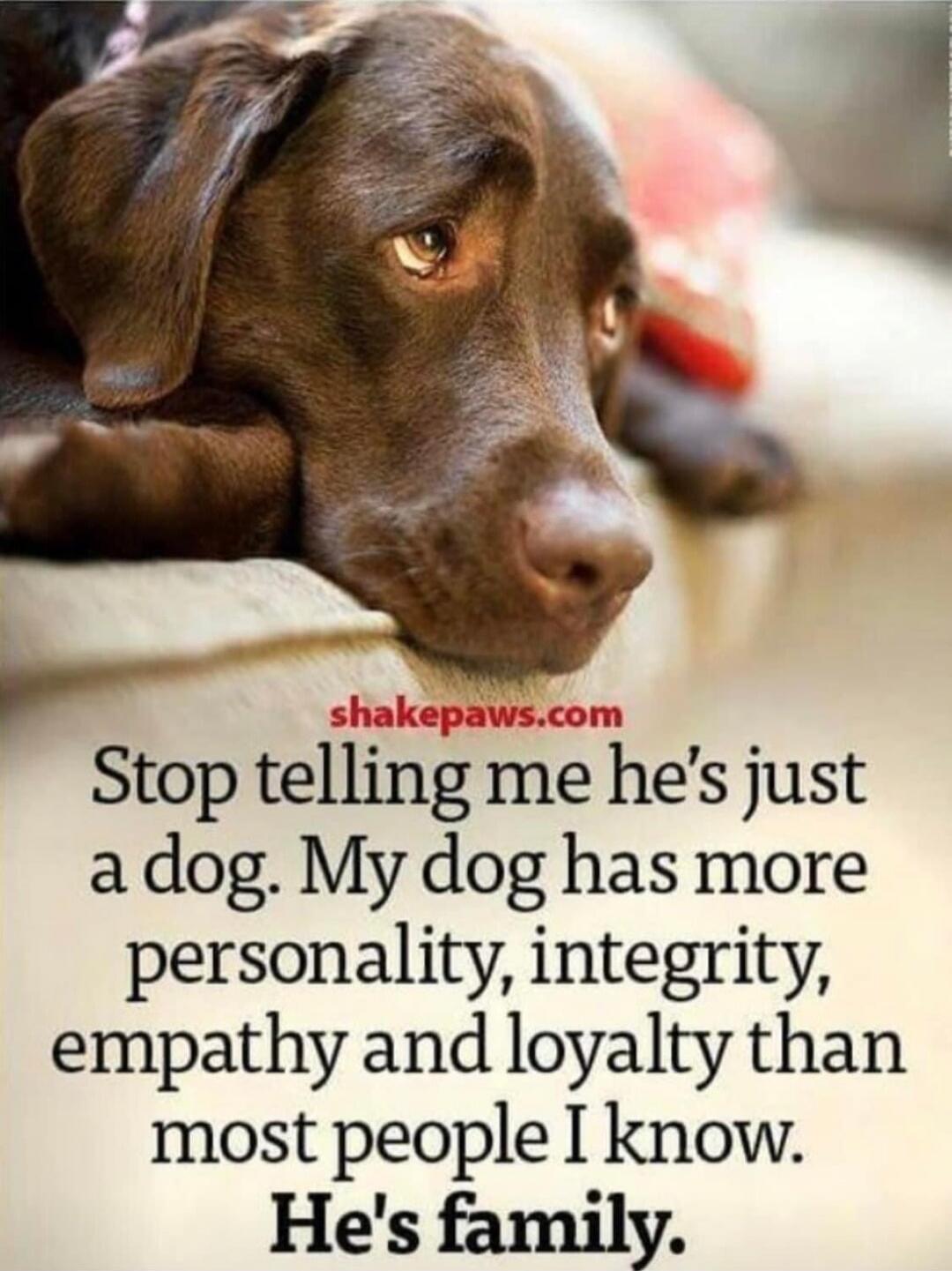 Stop telling me he's just a dog. My dog has more personality, integrity, empathy and loyalty than most people I know. He's family.