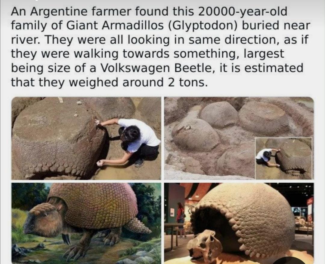 An Argentine farmer found this 20000 year old family of Giant Armadillos Glyptodon buried near river They were all looking in same direction as if they were walking towards something largest being size of a Volkswagen Beetle it is estimated that they weighed around 2 tons