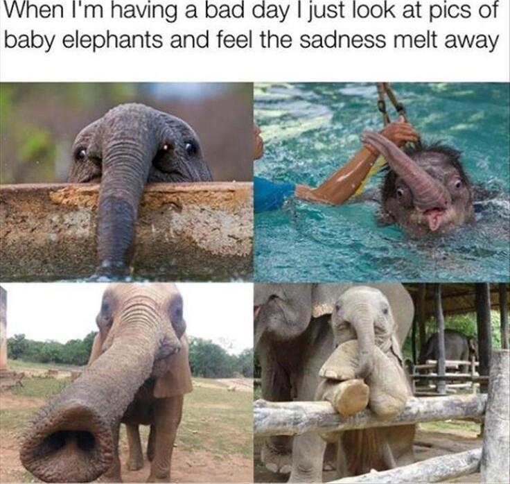When Im having a bad day just looK at pICs Of baby elephants and feel the sadness melt away