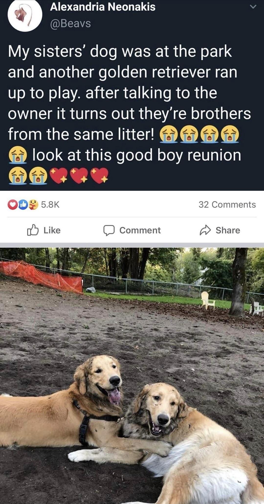 AL IEN LB EEES My sisters dog was at the park and another golden retriever ran up to play after talking to the owner it turns out theyre brothers from the same litter