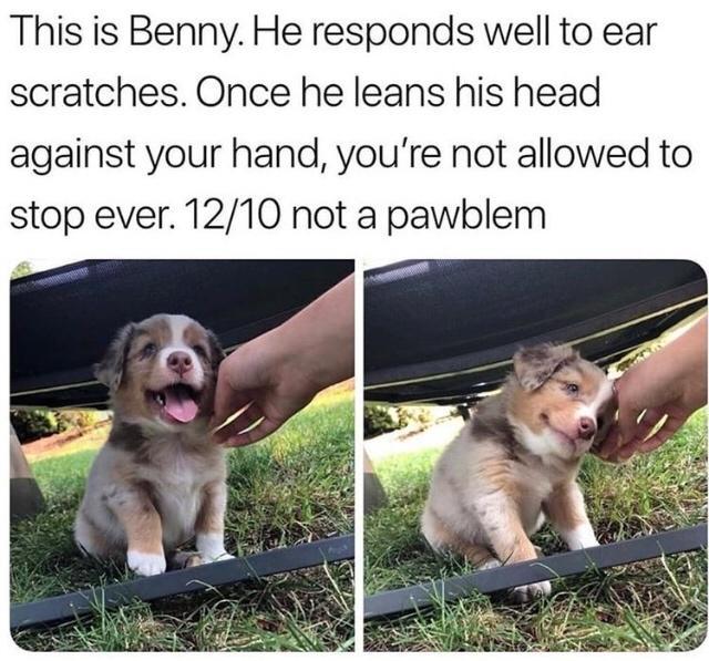 This is Benny He responds well to ear scratches Once he leans his head against your hand youre not allowed to stop ever 1210 not a pawblem