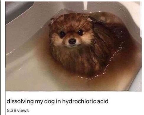 dissolving my dog in hydrochloric acid 53Bviews 34M Share Download